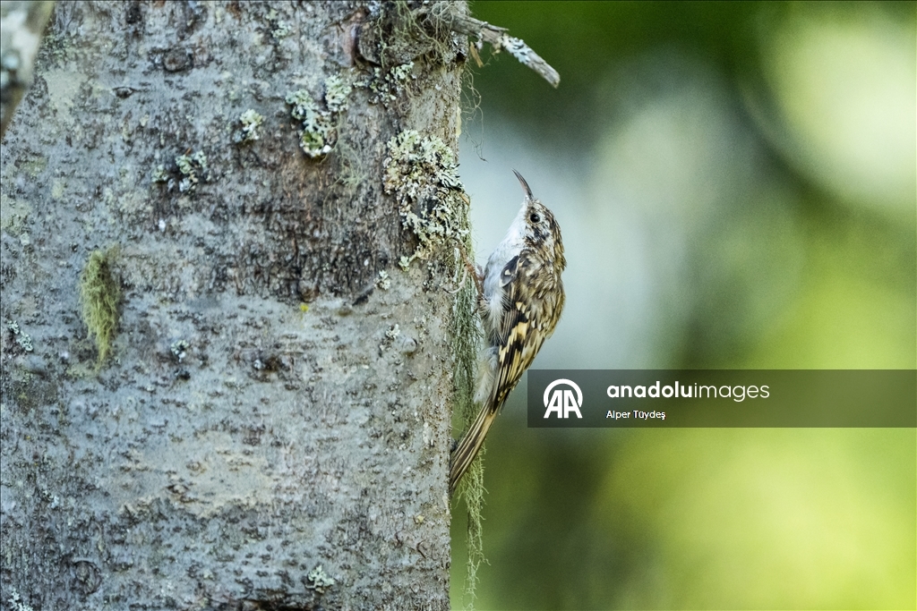 Ovit Dağı doğal yaşamıyla öne çıkıyor