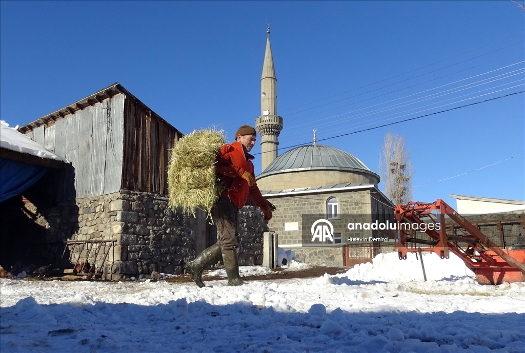 Li Qersê heywandar di vê sermaya ku binê sifirê 10 pileyan da heywanên xwe xwedî dikin