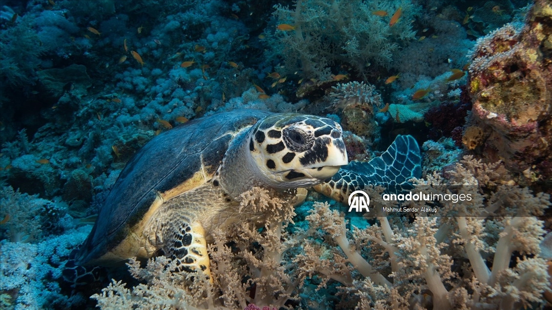 Kızıldeniz’de şahin gagalı ve yeşil deniz kaplumbağaları kayıt altına alındı