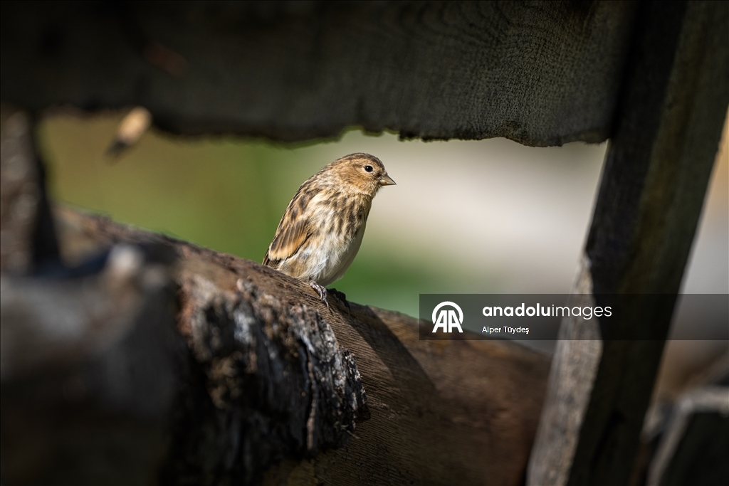 Ovit Dağı doğal yaşamıyla öne çıkıyor