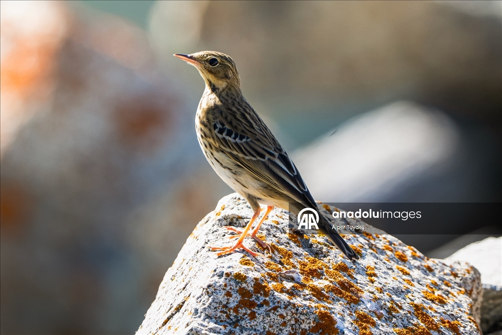 Ovit Dağı doğal yaşamıyla öne çıkıyor