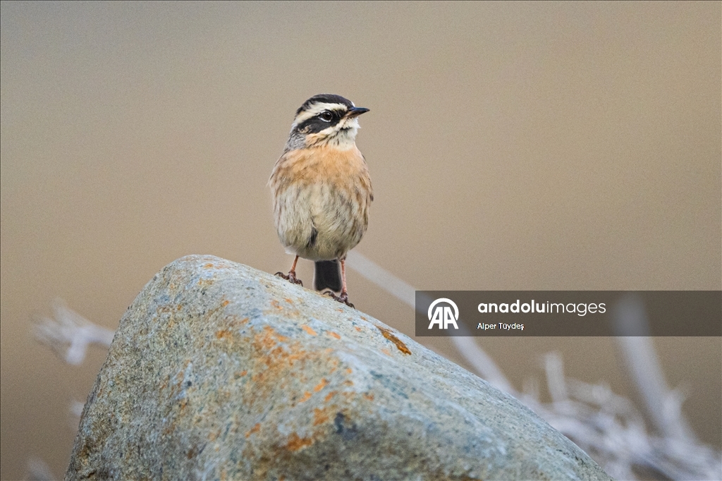 Ovit Dağı doğal yaşamıyla öne çıkıyor