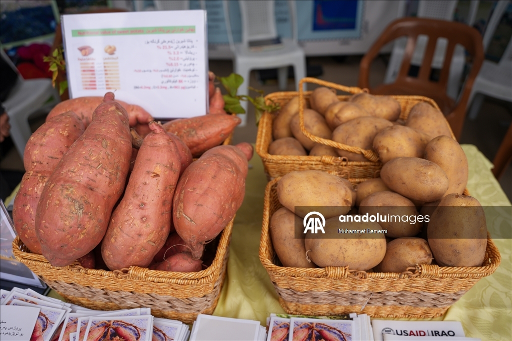 Duhok’ta Patates Festivali düzenlendi