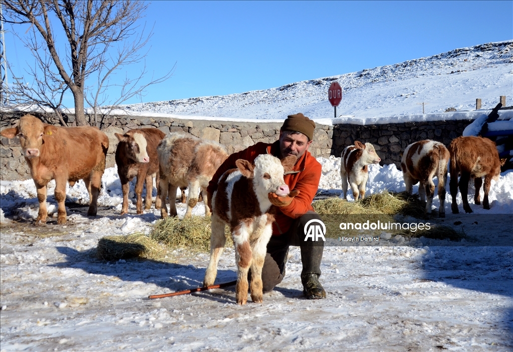 Li Qersê heywandar di vê sermaya ku binê sifirê 10 pileyan da heywanên xwe xwedî dikin