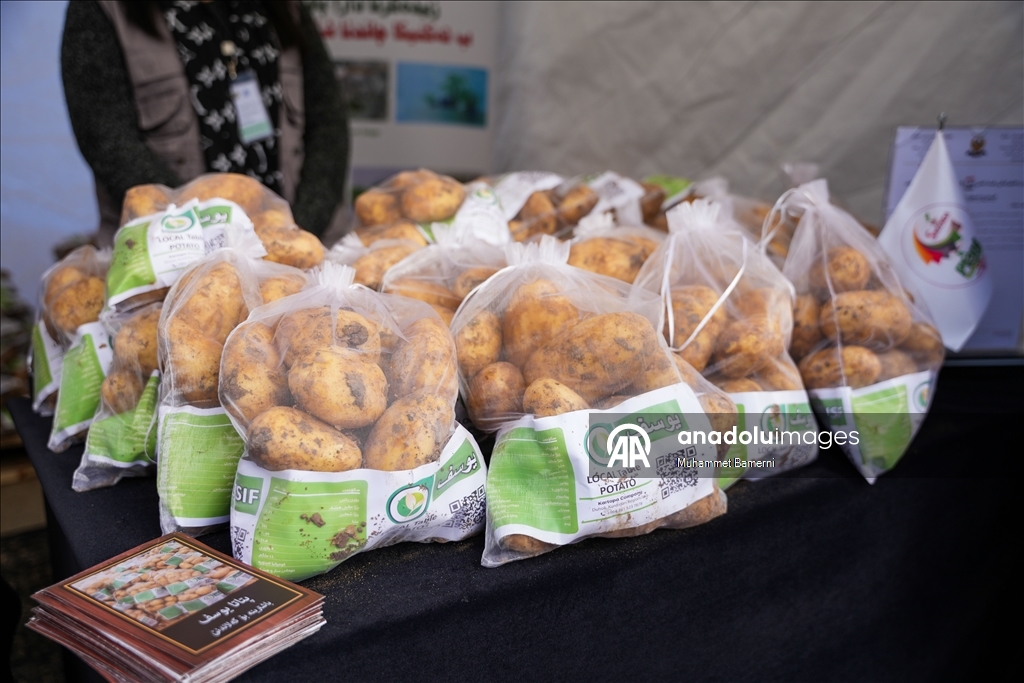 Duhok’ta Patates Festivali düzenlendi