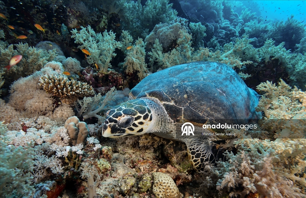 Kızıldeniz’de şahin gagalı ve yeşil deniz kaplumbağaları kayıt altına alındı