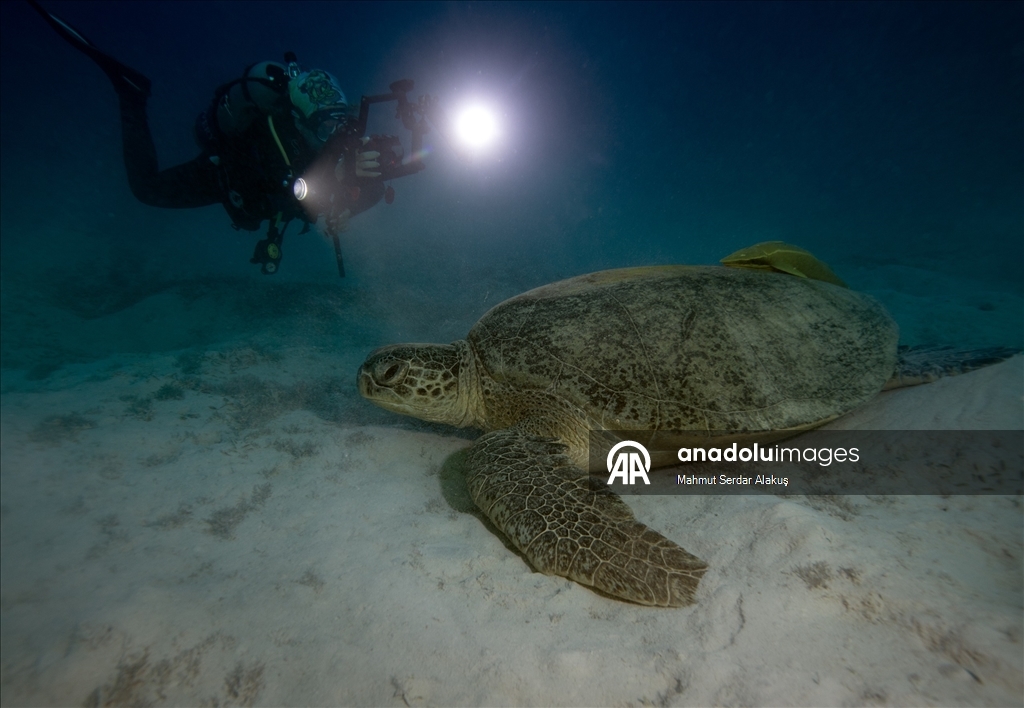 Kızıldeniz’de şahin gagalı ve yeşil deniz kaplumbağaları kayıt altına alındı