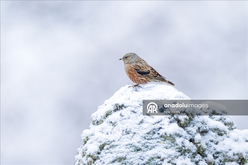 Ovit Dağı doğal yaşamıyla öne çıkıyor