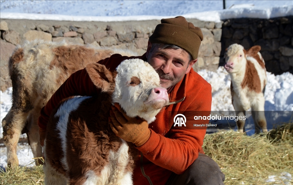 Li Qersê heywandar di vê sermaya ku binê sifirê 10 pileyan da heywanên xwe xwedî dikin