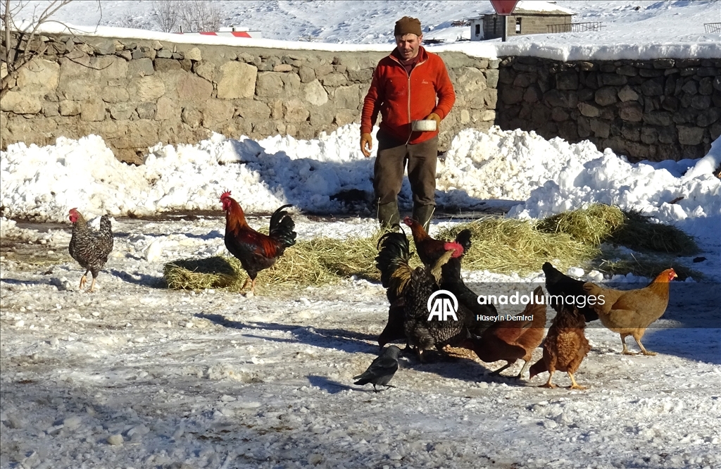 Li Qersê heywandar di vê sermaya ku binê sifirê 10 pileyan da heywanên xwe xwedî dikin