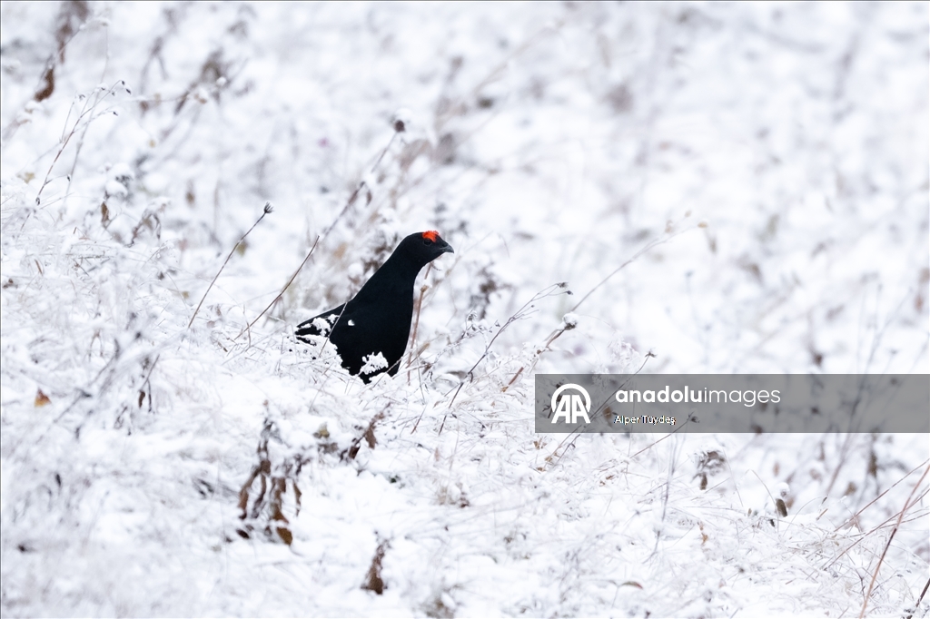 Ovit Dağı doğal yaşamıyla öne çıkıyor