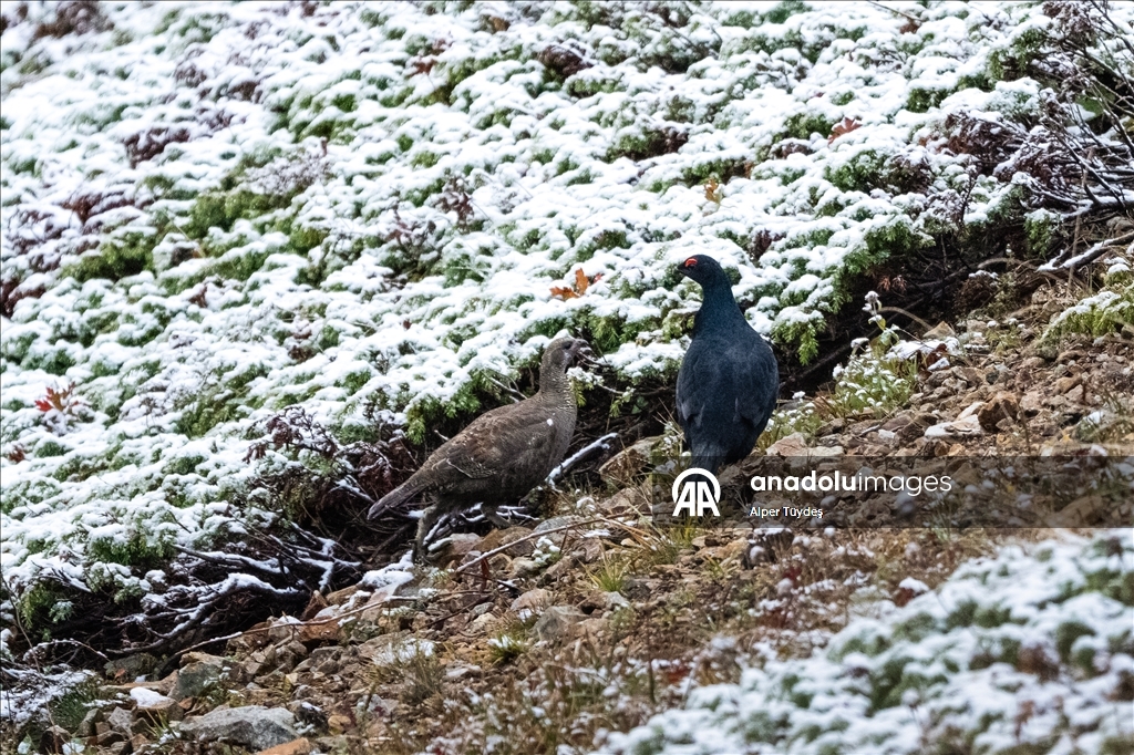 Ovit Dağı doğal yaşamıyla öne çıkıyor