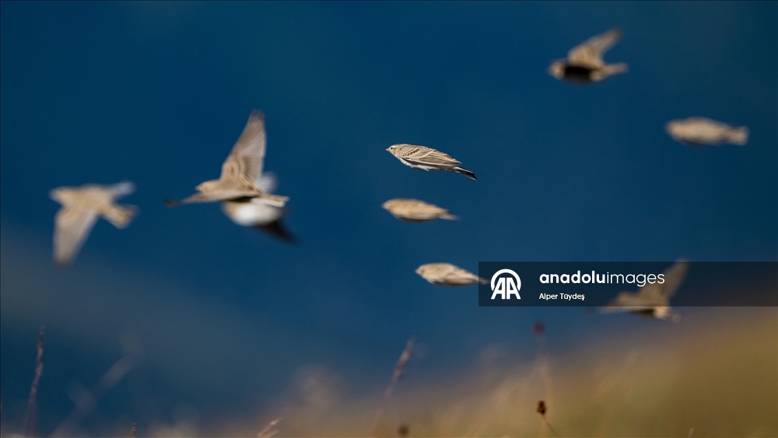 Ovit Dağı doğal yaşamıyla öne çıkıyor