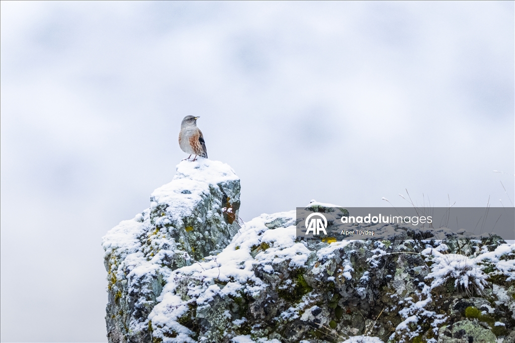 Ovit Dağı doğal yaşamıyla öne çıkıyor
