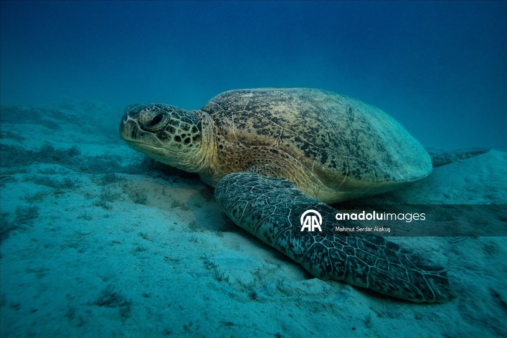 Kızıldeniz’de şahin gagalı ve yeşil deniz kaplumbağaları kayıt altına alındı