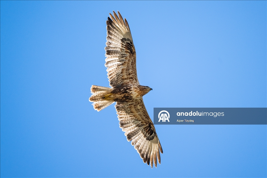 Ovit Dağı doğal yaşamıyla öne çıkıyor