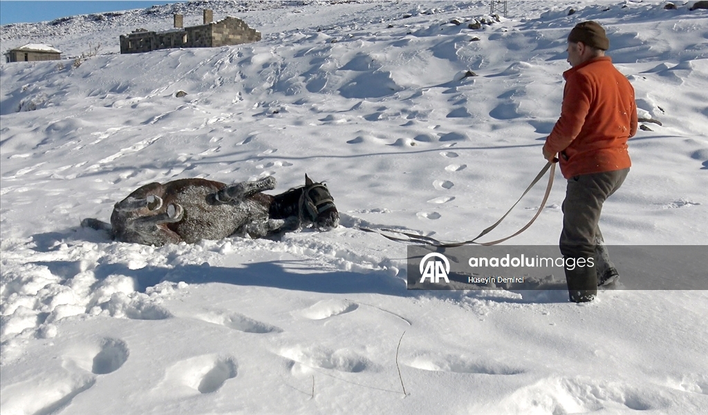 Li Qersê heywandar di vê sermaya ku binê sifirê 10 pileyan da heywanên xwe xwedî dikin