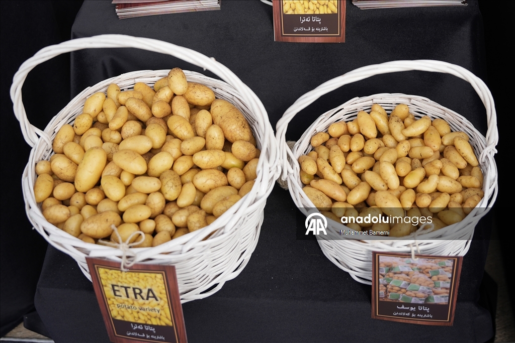 Duhok’ta Patates Festivali düzenlendi