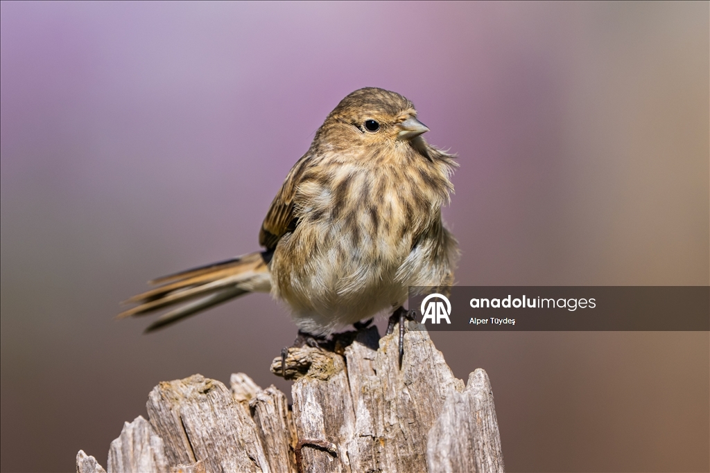 Ovit Dağı doğal yaşamıyla öne çıkıyor