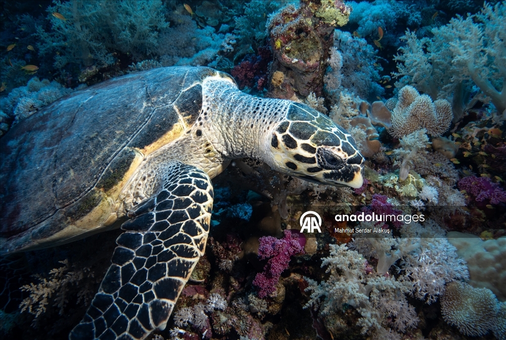 Kızıldeniz’de şahin gagalı ve yeşil deniz kaplumbağaları kayıt altına alındı