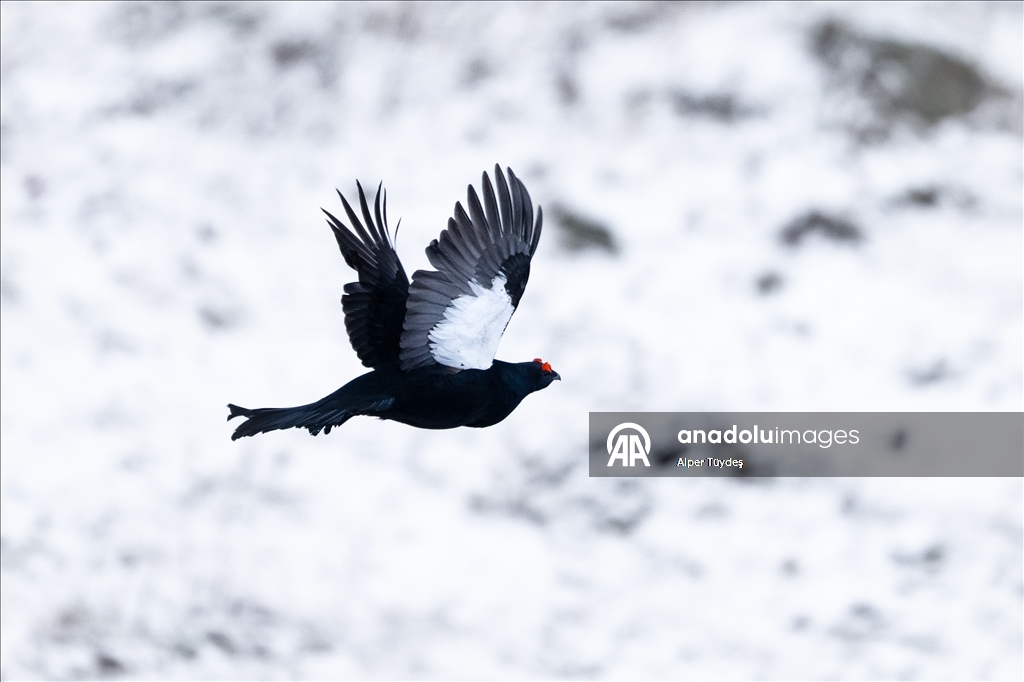 Ovit Dağı doğal yaşamıyla öne çıkıyor