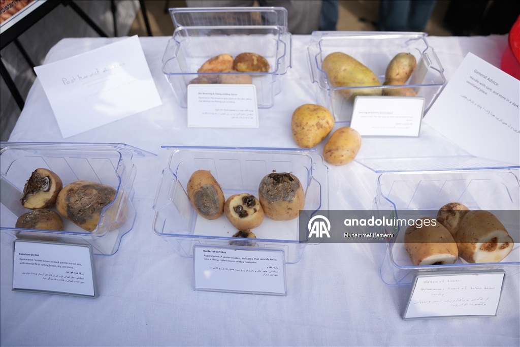 Duhok’ta Patates Festivali düzenlendi