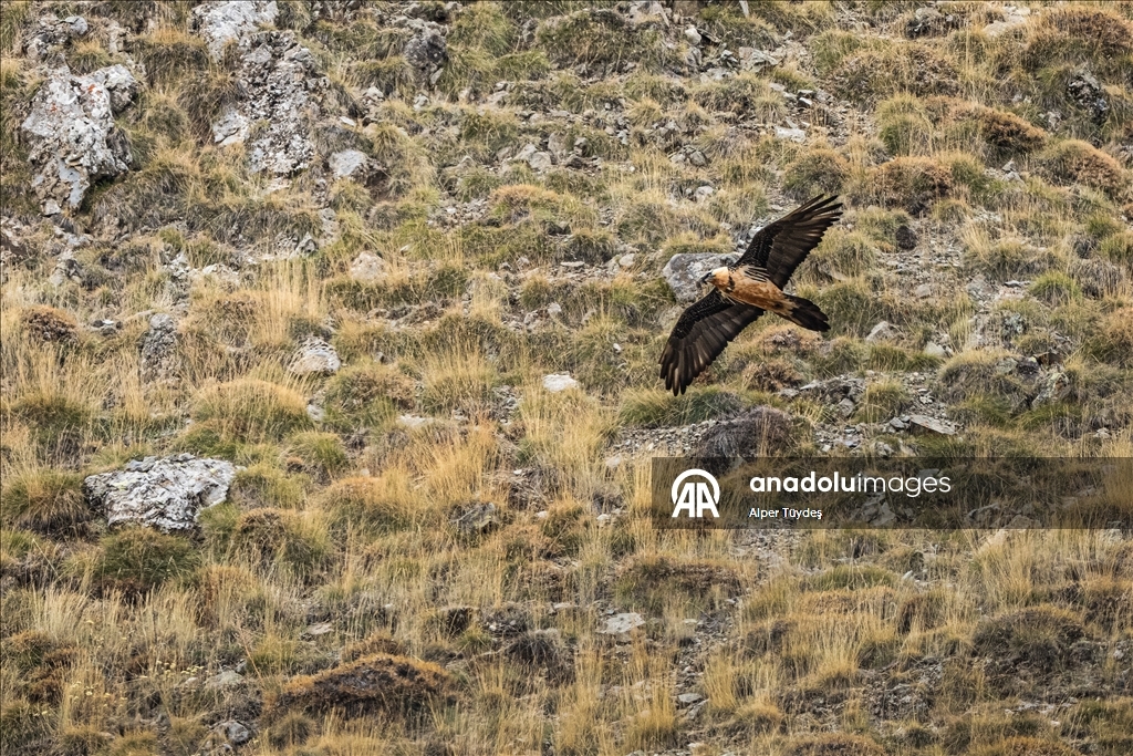 Ovit Dağı doğal yaşamıyla öne çıkıyor