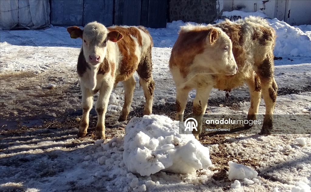 Li Qersê heywandar di vê sermaya ku binê sifirê 10 pileyan da heywanên xwe xwedî dikin