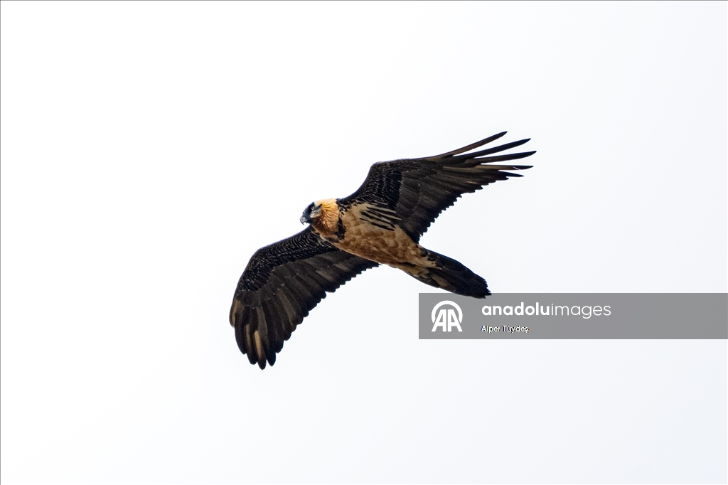 Ovit Dağı doğal yaşamıyla öne çıkıyor