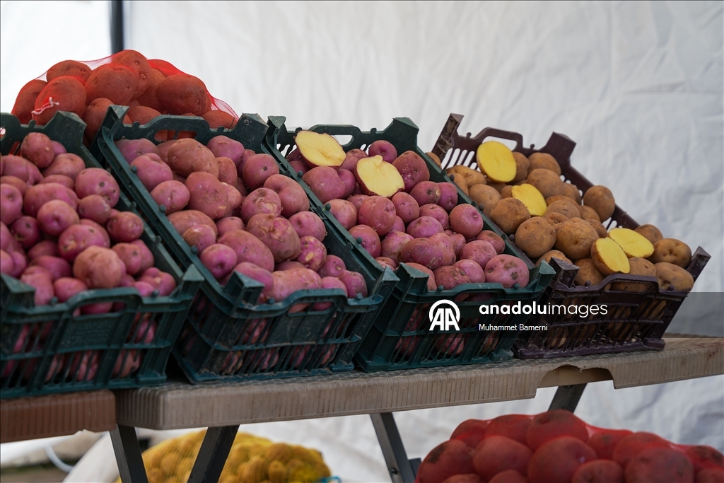 Duhok’ta Patates Festivali düzenlendi