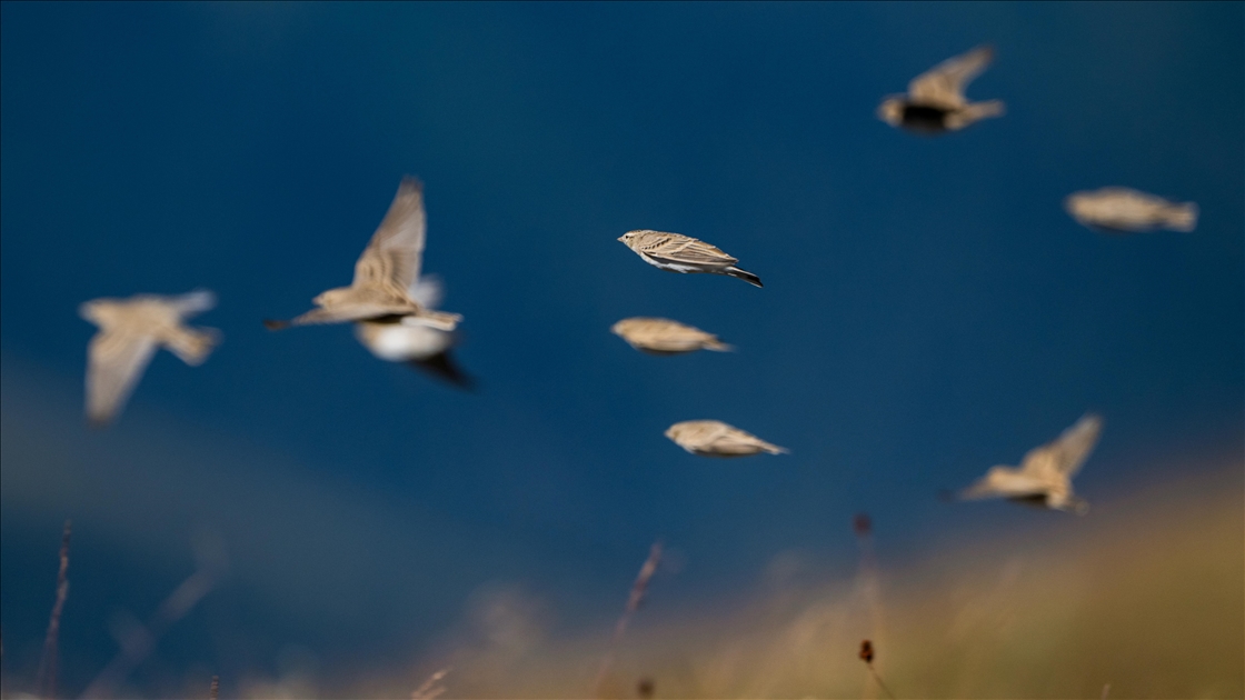 Ovit Dağı doğal yaşamıyla öne çıkıyor