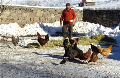 Li Qersê heywandar di vê sermaya ku binê sifirê 10 pileyan da heywanên xwe xwedî dikin