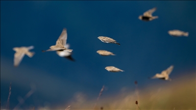 Ovit Dağı doğal yaşamıyla öne çıkıyor