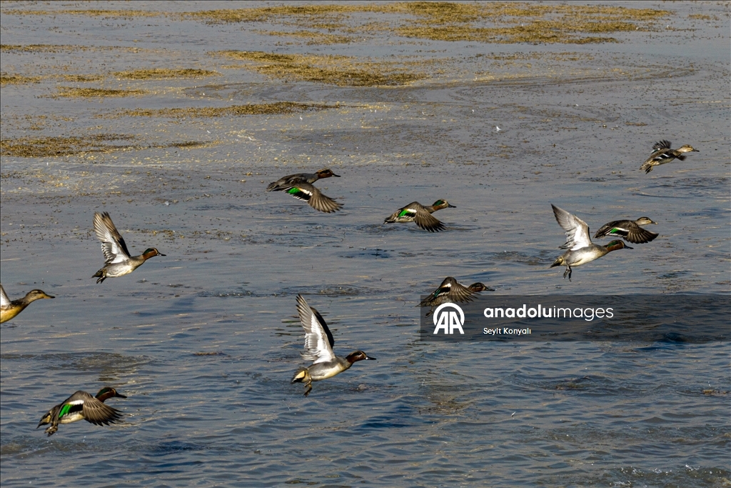 Altınapa Barajı göç yolundaki yaban ördeklerine mola noktası oldu