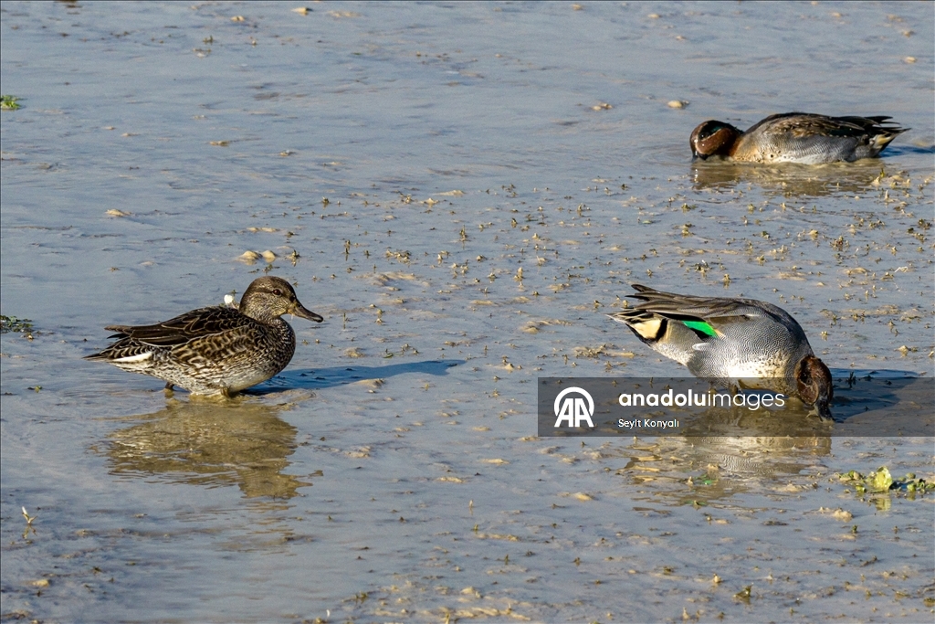 Altınapa Barajı göç yolundaki yaban ördeklerine mola noktası oldu