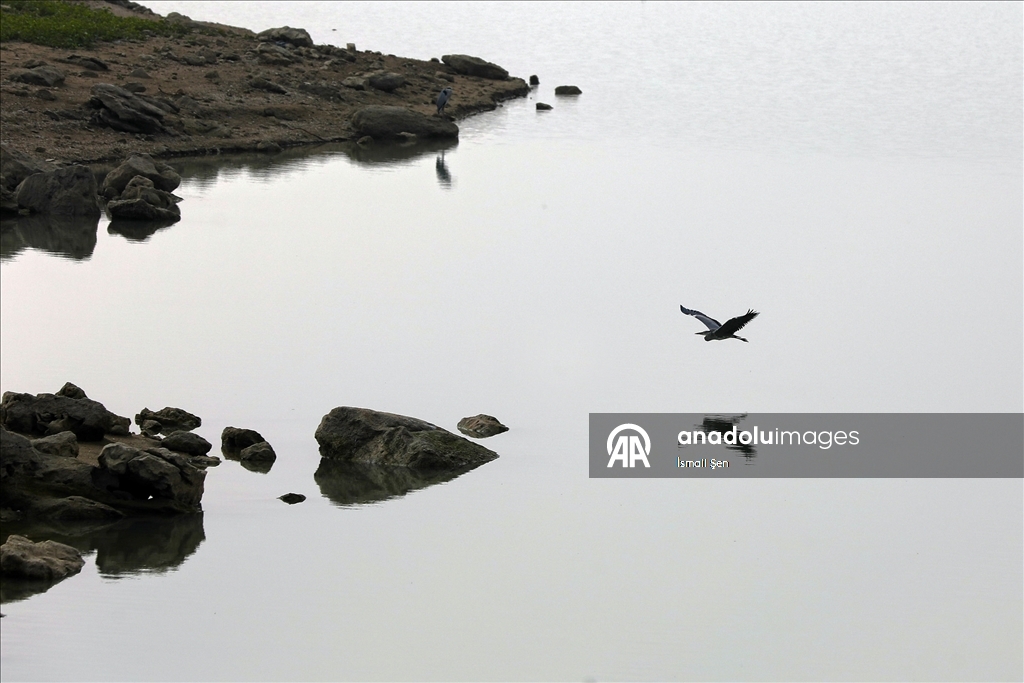 Водохранилище Чип в провинции Элязыг принимает тысячи перелетных птиц самых разных видов