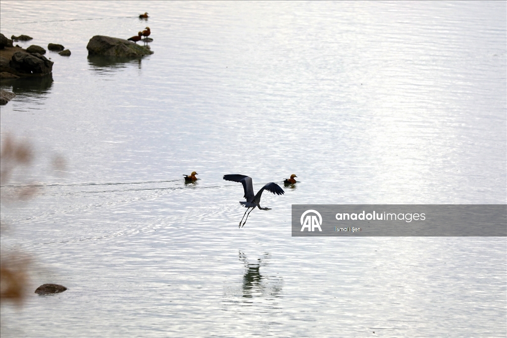 Водохранилище Чип в провинции Элязыг принимает тысячи перелетных птиц самых разных видов