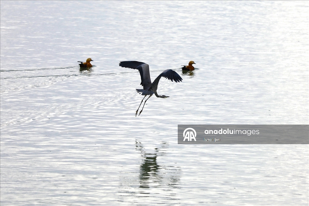 Водохранилище Чип в провинции Элязыг принимает тысячи перелетных птиц самых разных видов