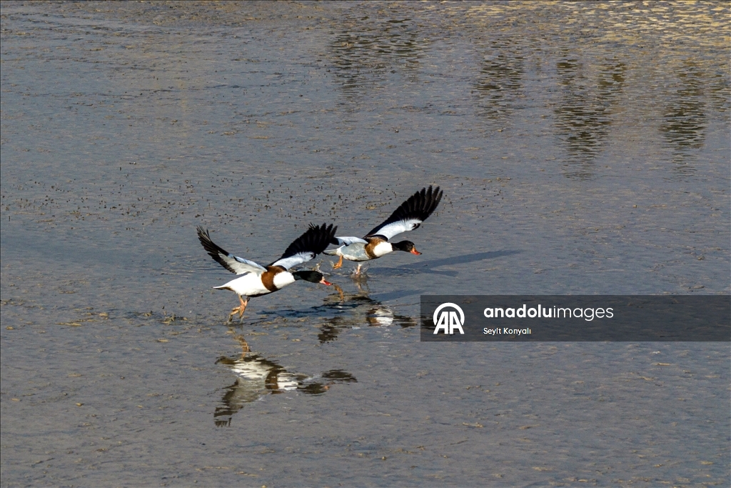 Altınapa Barajı göç yolundaki yaban ördeklerine mola noktası oldu