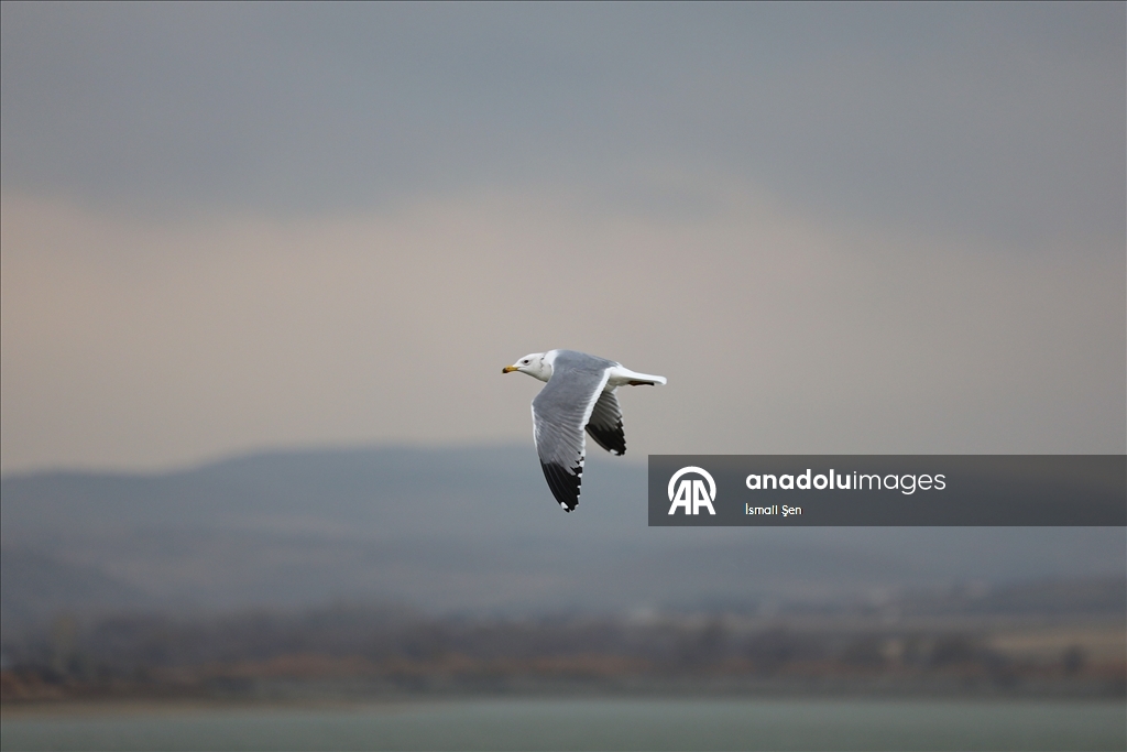 Водохранилище Чип в провинции Элязыг принимает тысячи перелетных птиц самых разных видов