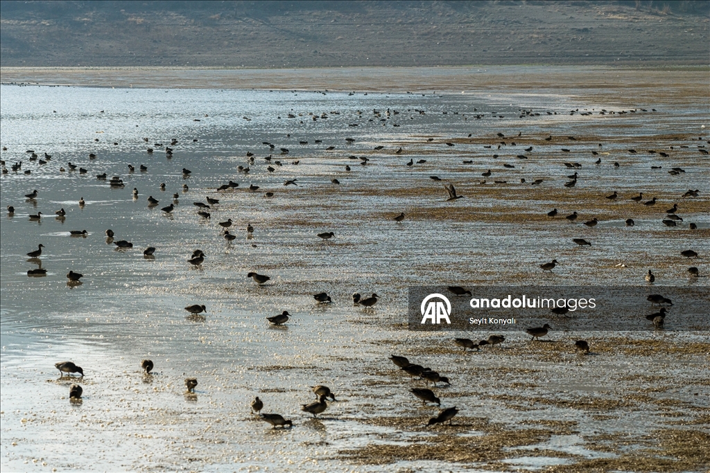 Altınapa Barajı göç yolundaki yaban ördeklerine mola noktası oldu