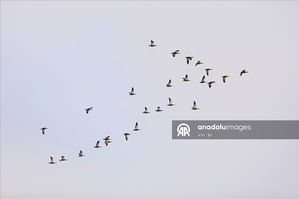 Водохранилище Чип в провинции Элязыг принимает тысячи перелетных птиц самых разных видов