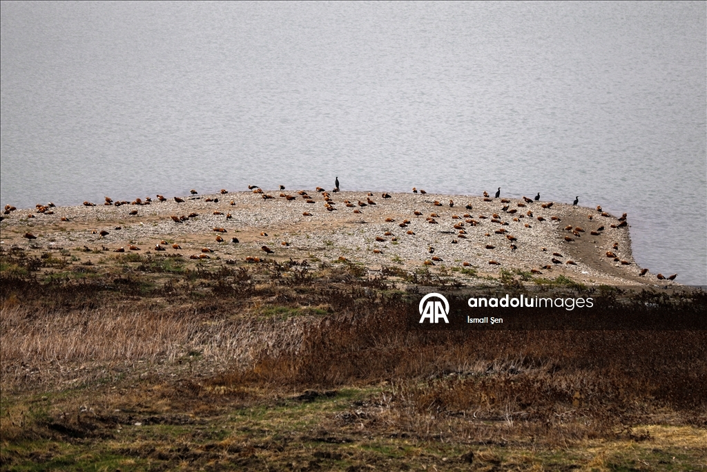 Водохранилище Чип в провинции Элязыг принимает тысячи перелетных птиц самых разных видов