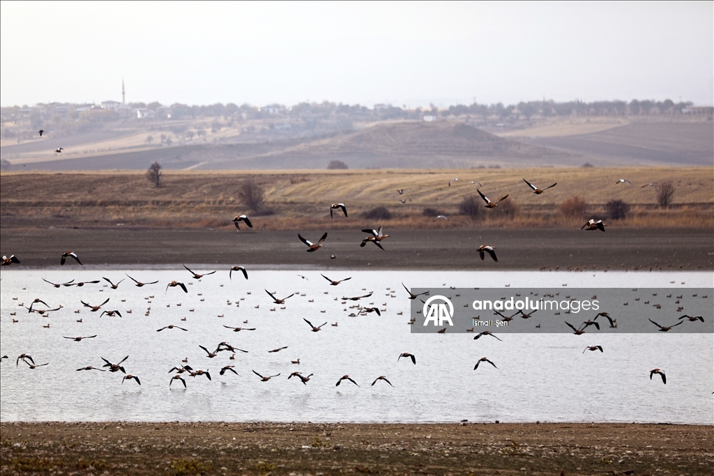 Водохранилище Чип в провинции Элязыг принимает тысячи перелетных птиц самых разных видов