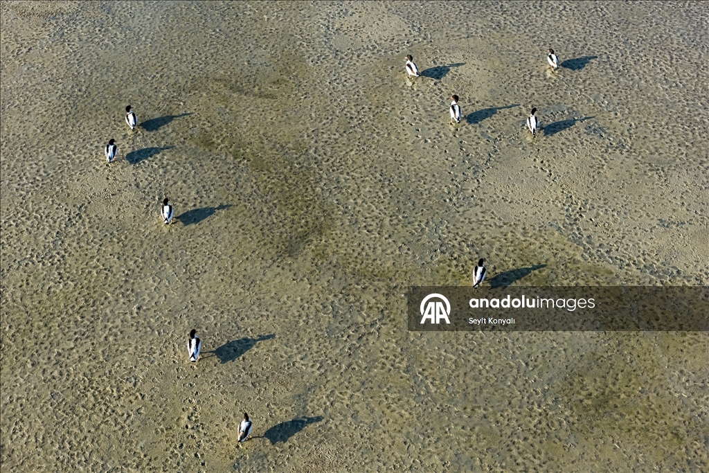 Altınapa Barajı göç yolundaki yaban ördeklerine mola noktası oldu