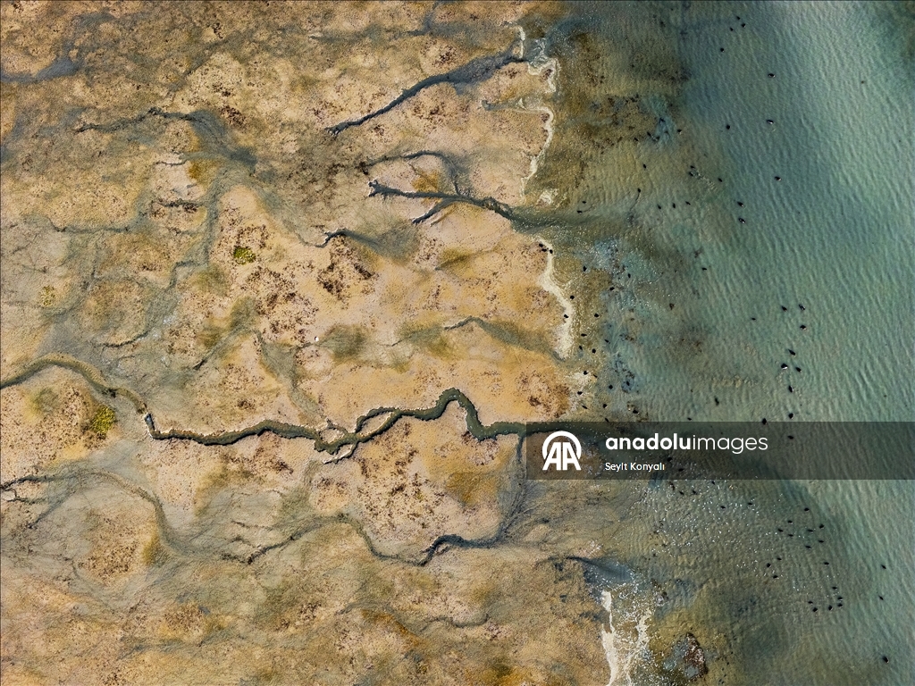 Altınapa Barajı göç yolundaki yaban ördeklerine mola noktası oldu