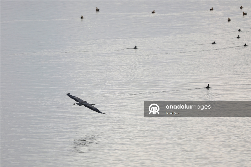 Водохранилище Чип в провинции Элязыг принимает тысячи перелетных птиц самых разных видов
