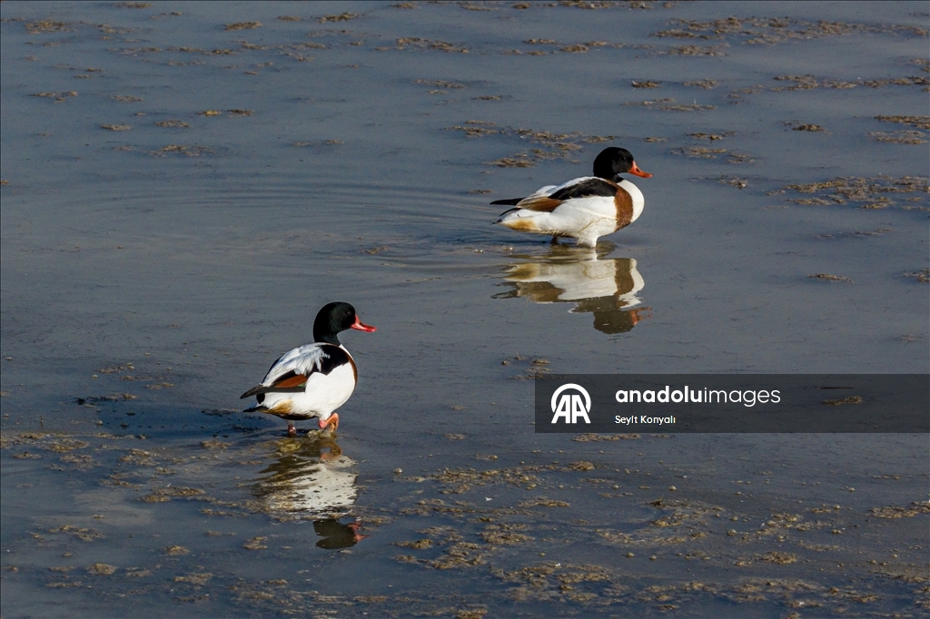 Altınapa Barajı göç yolundaki yaban ördeklerine mola noktası oldu