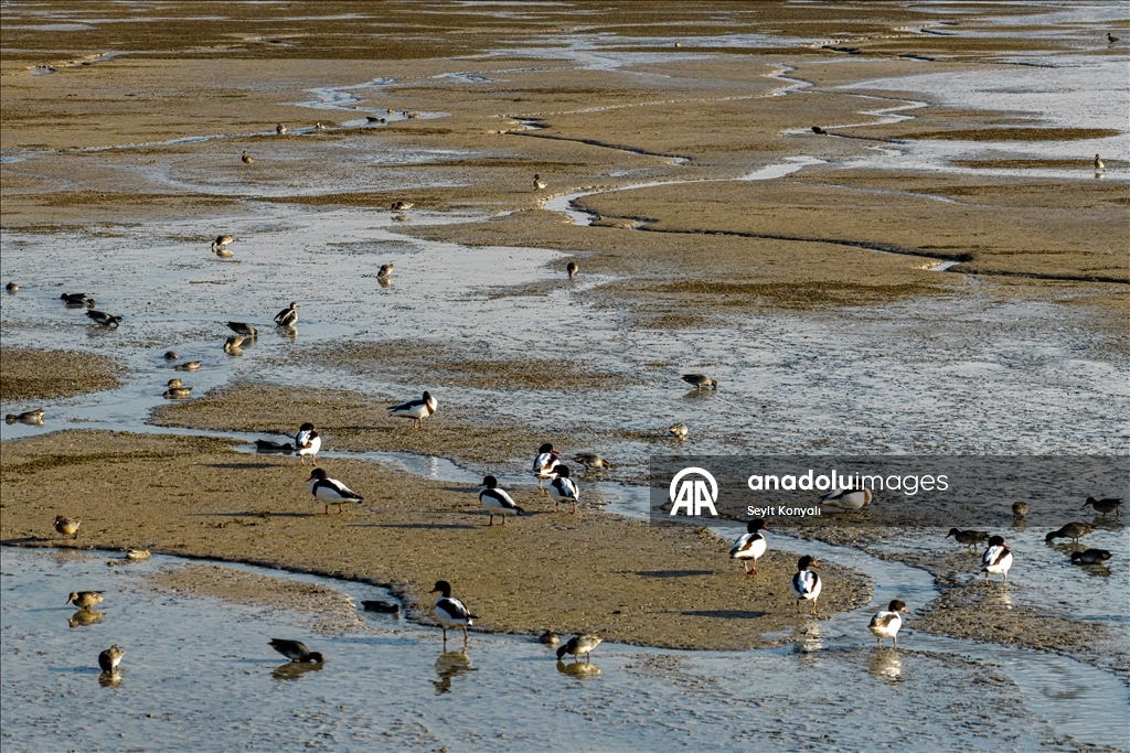 Altınapa Barajı göç yolundaki yaban ördeklerine mola noktası oldu