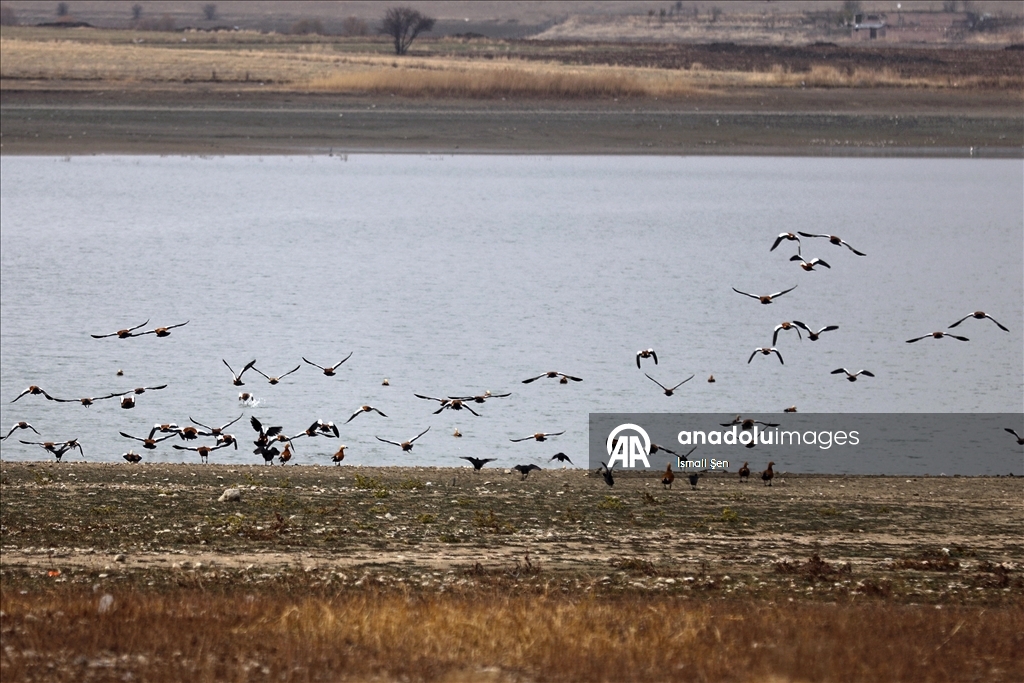 Водохранилище Чип в провинции Элязыг принимает тысячи перелетных птиц самых разных видов